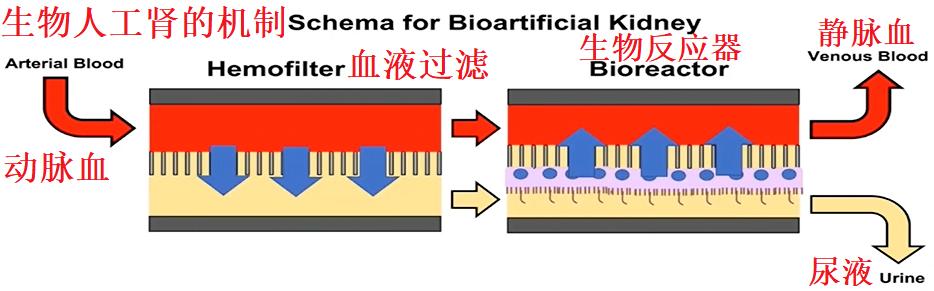 芯片人工肾研究与应用最新进展揭秘